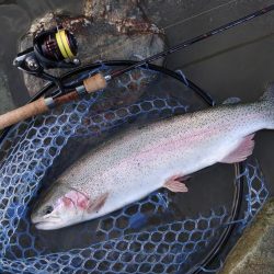 放流不発 ～天竜川ルアーフライ専用区～